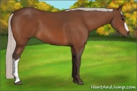 Horse Color:Silver Bay 