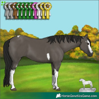 Horse Color:Unknown 