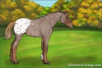 Horse Color:Red Roan Appaloosa 