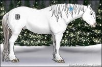 Horse Color:Liver Chestnut Frame Appaloosa