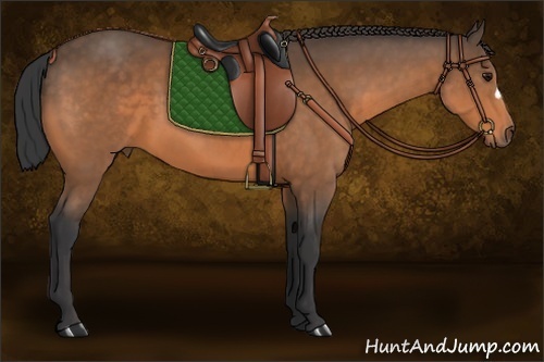 Horse Color:Buckskin 