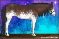 Horse Color:White Spotted Bay 