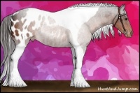 Horse Color:Bay Tobiano Appaloosa