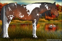 Horse Color:White Spotted Brown Tobiano 