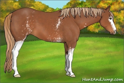 Horse Color:White Spotted Chestnut 