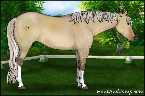 Horse Color:Silver Brown Dun Tobiano 