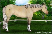 Horse Color:Silver Brown Dun Tobiano 