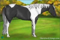 Horse Color:Black Tobiano