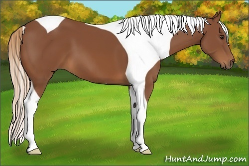 Horse Color:Chestnut Tobiano