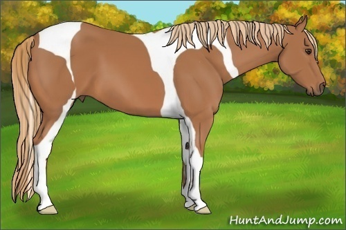 Horse Color:Chestnut Tobiano 