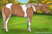 Horse Color:Chestnut Tobiano
