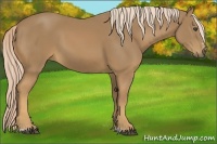 Horse Color:Palomino Sabino 