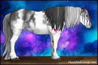 Horse Color:White Spotted Black Splash 