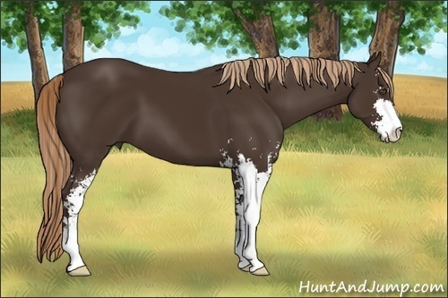 Horse Color:Liver Chestnut Sabino 