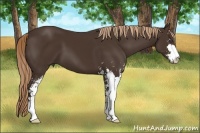 Horse Color:Liver Chestnut Sabino 