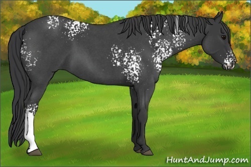 Horse Color:White Spotted Blue Roan 