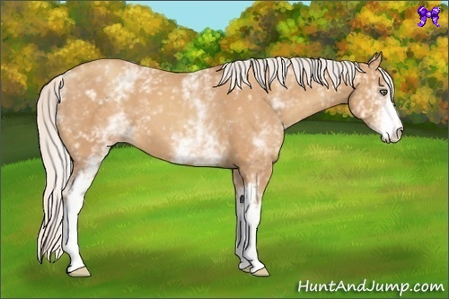 Horse Color:White Spotted Silver Amber Champagne