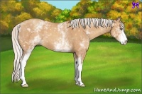 Horse Color:White Spotted Silver Amber Champagne 