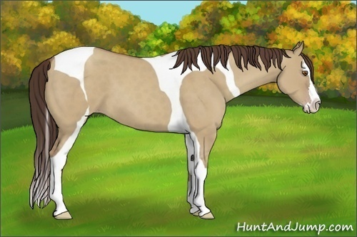 Horse Color:Classic Champagne Dun Splash Tobiano 