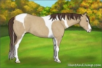 Horse Color:Classic Champagne Dun Splash Tobiano