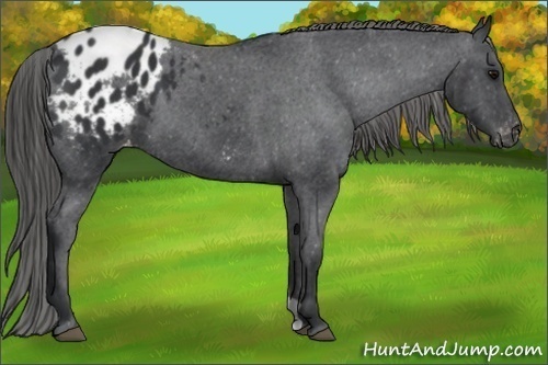 Horse Color:Black Appaloosa
