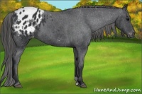 Horse Color:Black Appaloosa 