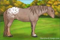 Horse Color:Chestnut Appaloosa