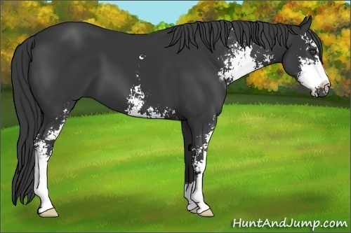 Horse Color:Black Sabino 