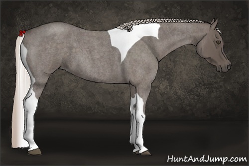 Horse Color:Silver Blue Roan Tobiano 
