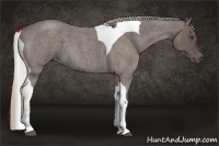 Horse Color:Silver Blue Roan Tobiano