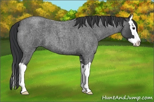 Horse Color:Blue Roan Sabino Splash 