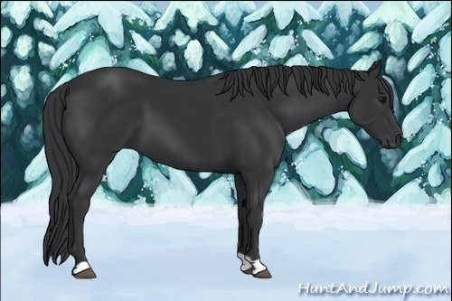 Horse Color:Black 