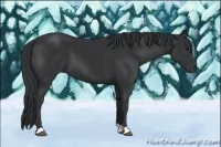 Horse Color:Black 