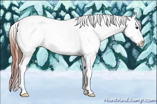 Horse Color:Grullo Sabino Appaloosa 