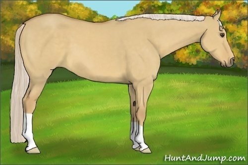 Horse Color:Palomino Dun