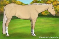 Horse Color:Palomino Dun