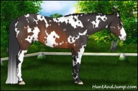 Horse Color:White Spotted Brown Sabino Frame 