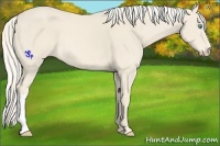 Horse Color:Cremello 
