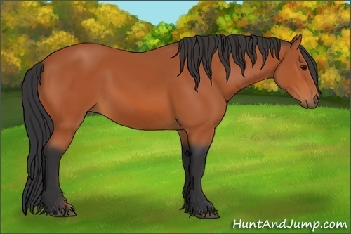 Horse Color:Bay Rabicano 