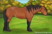 Horse Color:Bay Rabicano