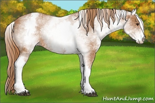 Horse Color:White Spotted Chestnut 
