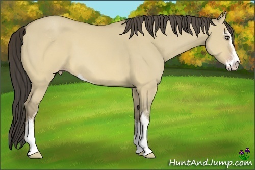 Horse Color:Sable Cream Champagne Dun Sabino 