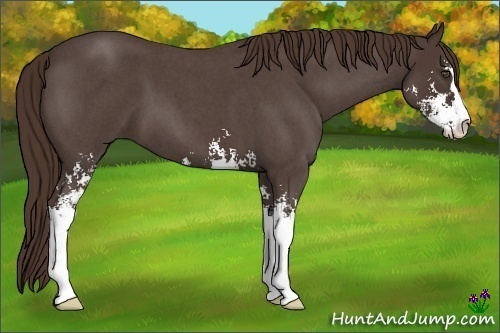 Horse Color:Unknown 