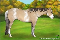 Horse Color:White Spotted Amber Cream Champagne