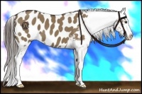Horse Color:Liver Red Dun Appaloosa 