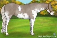 Horse Color:Silver Grullo Splash 