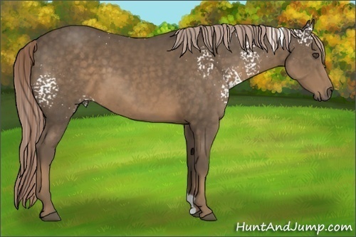 Horse Color:White Spotted Chocolate Palomino