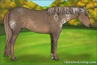 Horse Color:White Spotted Chocolate Palomino
