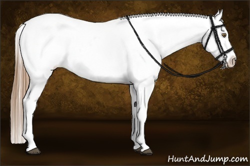Horse Color:White Spotted Liver Chestnut Pearl Splash Appaloosa 