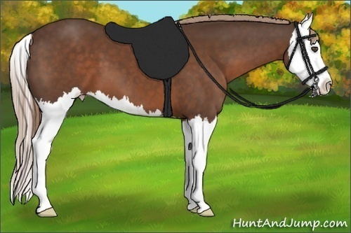 Horse Color:Liver Chestnut Splash